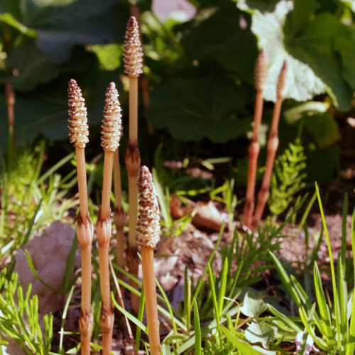 La prêle des champs