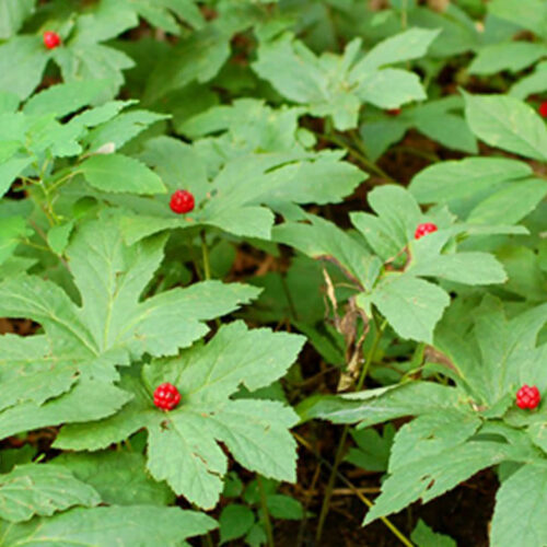 Éliminer le Fluor avec l’Hydraste du Canada