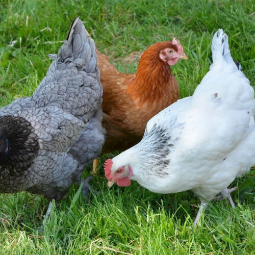 Le Bouillon de poule