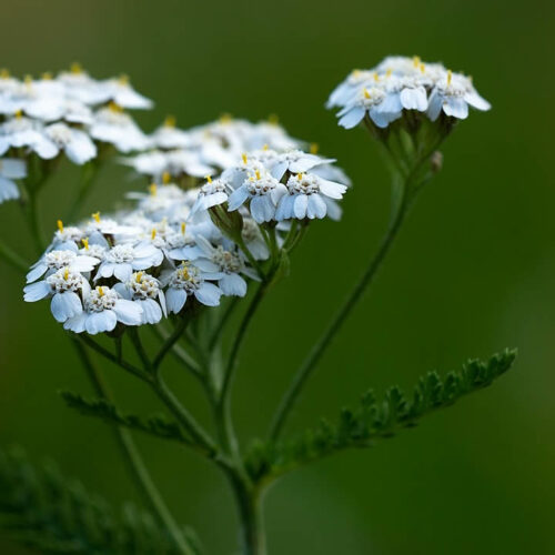 L'achillée aux mille feuilles