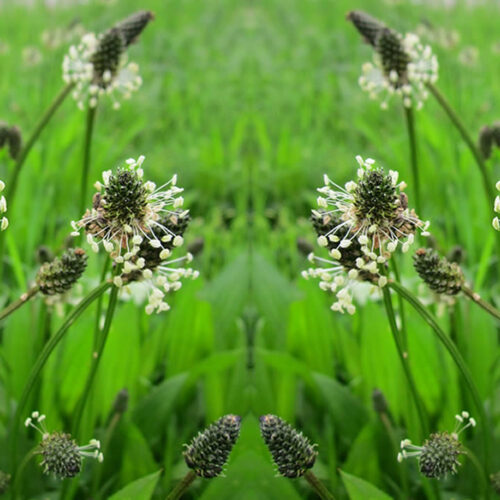 Le Grand plantain pour calmer la toux