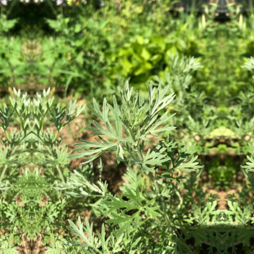 L'absinthe la Fée verte de la famille des artémises