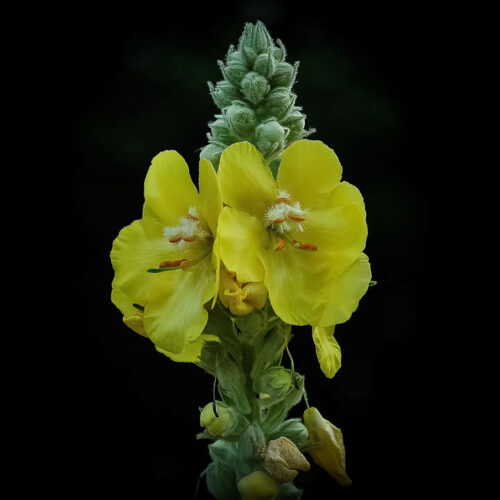Bouillon blanc ou molène
