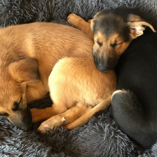 Le syndrome de Littermate