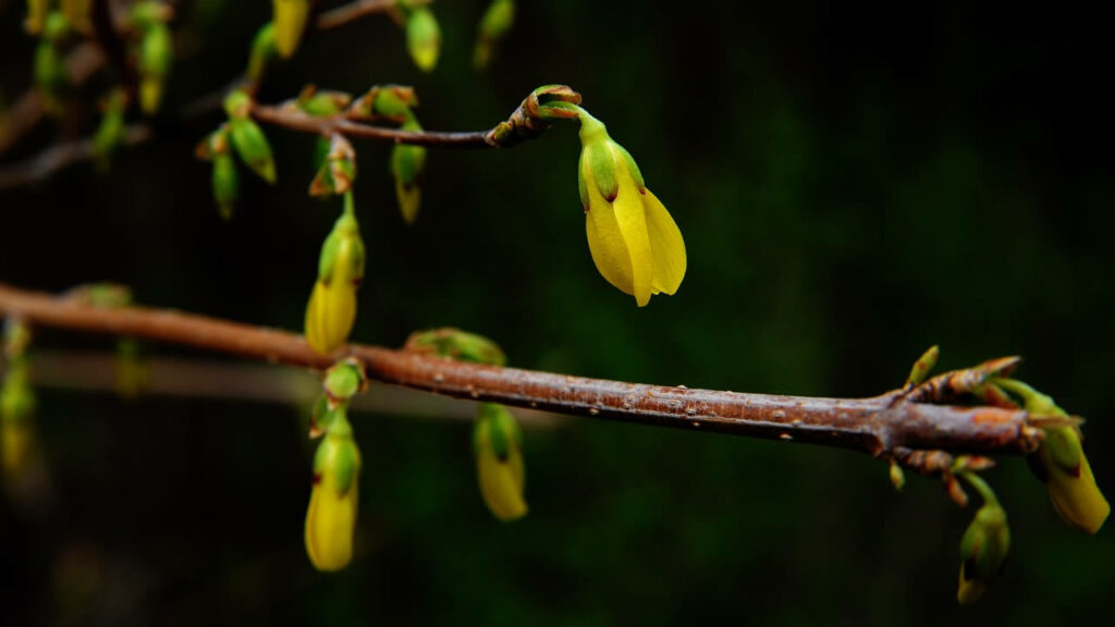 La Berbérine, un trésor de la phytothérapie