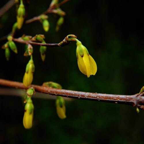 Berbérine : un trésor de la phytothérapie pour le bien-être et la longévité