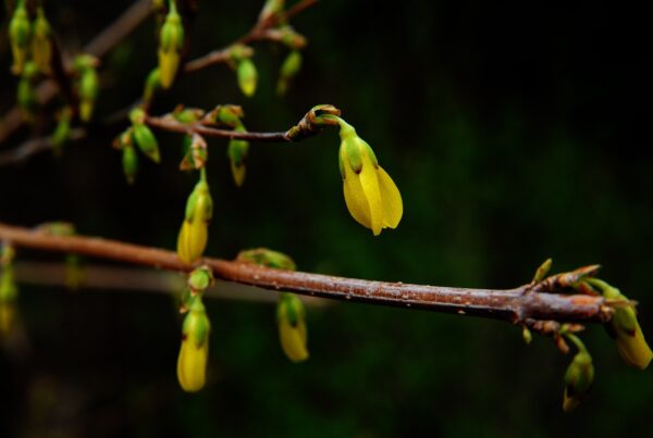 Berbérine : un trésor de la phytothérapie pour le bien-être et la longévité