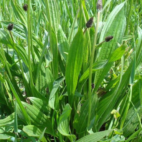 adventices auxiliaires precieuses du quotidien