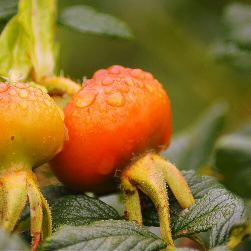 antioxidant 5203892 1280