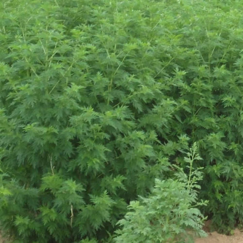 artemisia annua