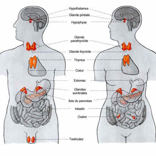hormones de synthese un pacte avec le diable