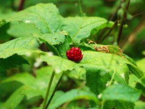Graine rouge vif ou fruit d'une plante d'hydraste du Canada (Hydrastis canadensis).