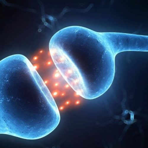 neurotransmetteurs dopamine et noradrenaline