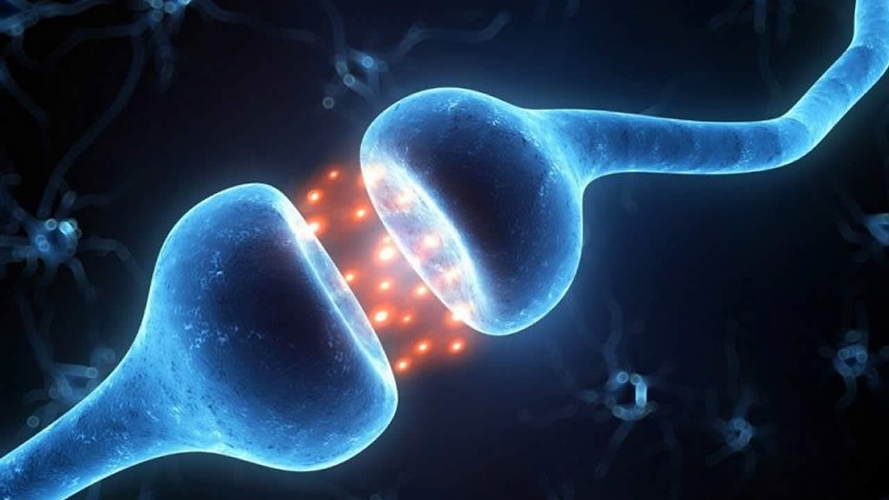 Les neurotransmetteurs : dopamine et noradrénaline