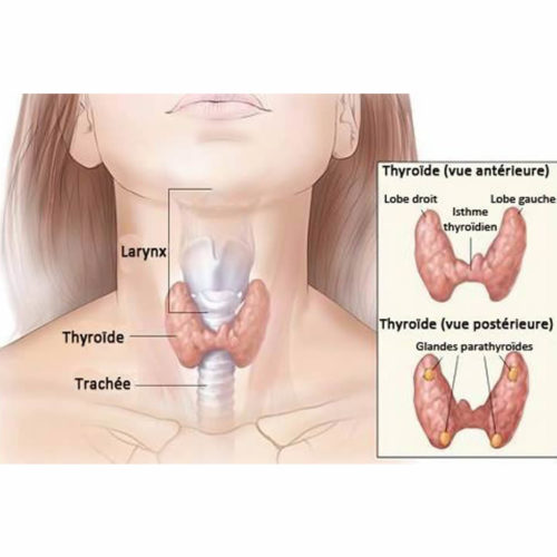 point sur la thyroide